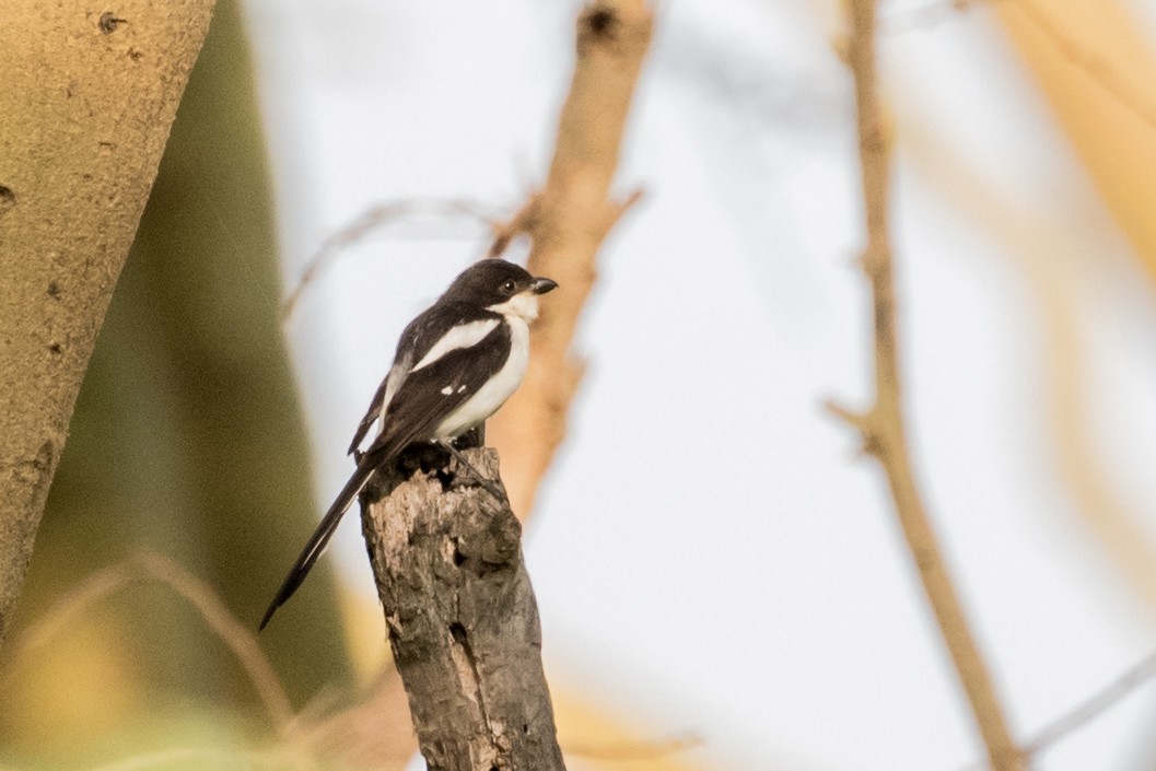 Northern Fiscal - ML643774045