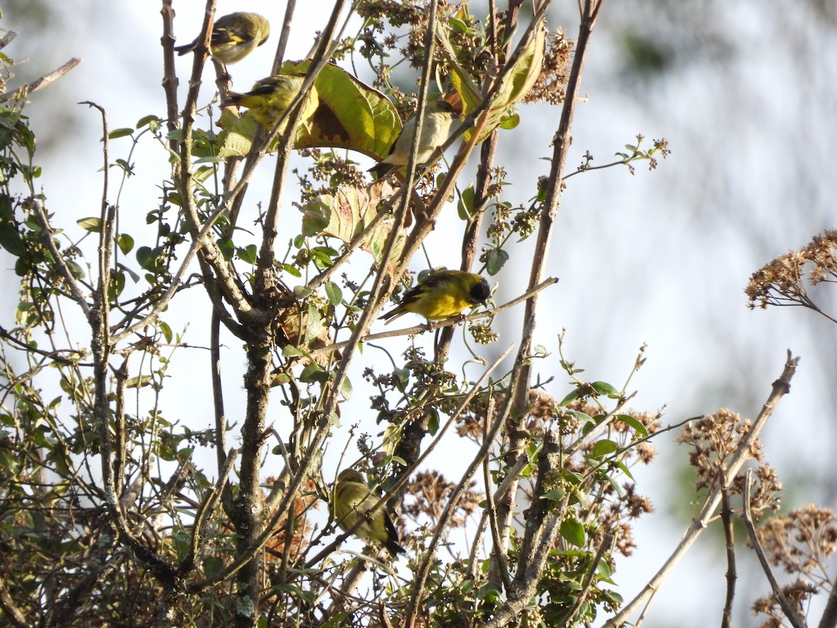 Hooded Siskin - ML643774048