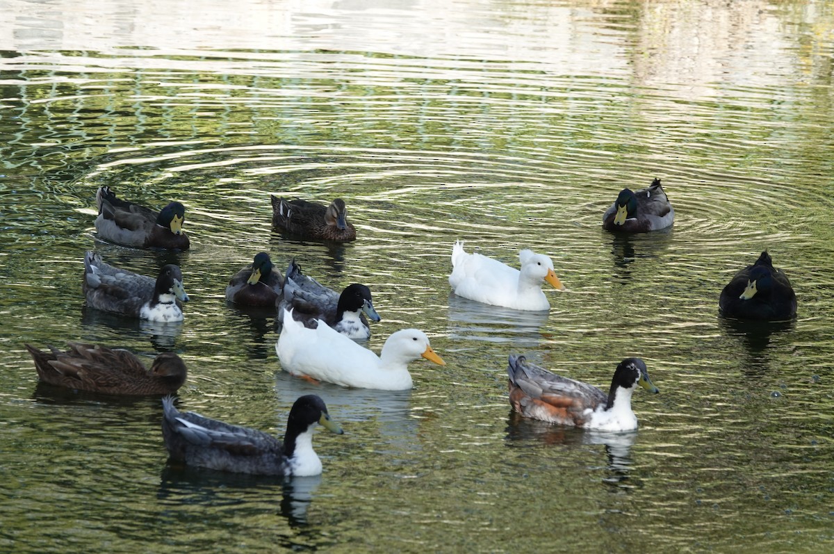 Mallard (Domestic type) - ML643774050