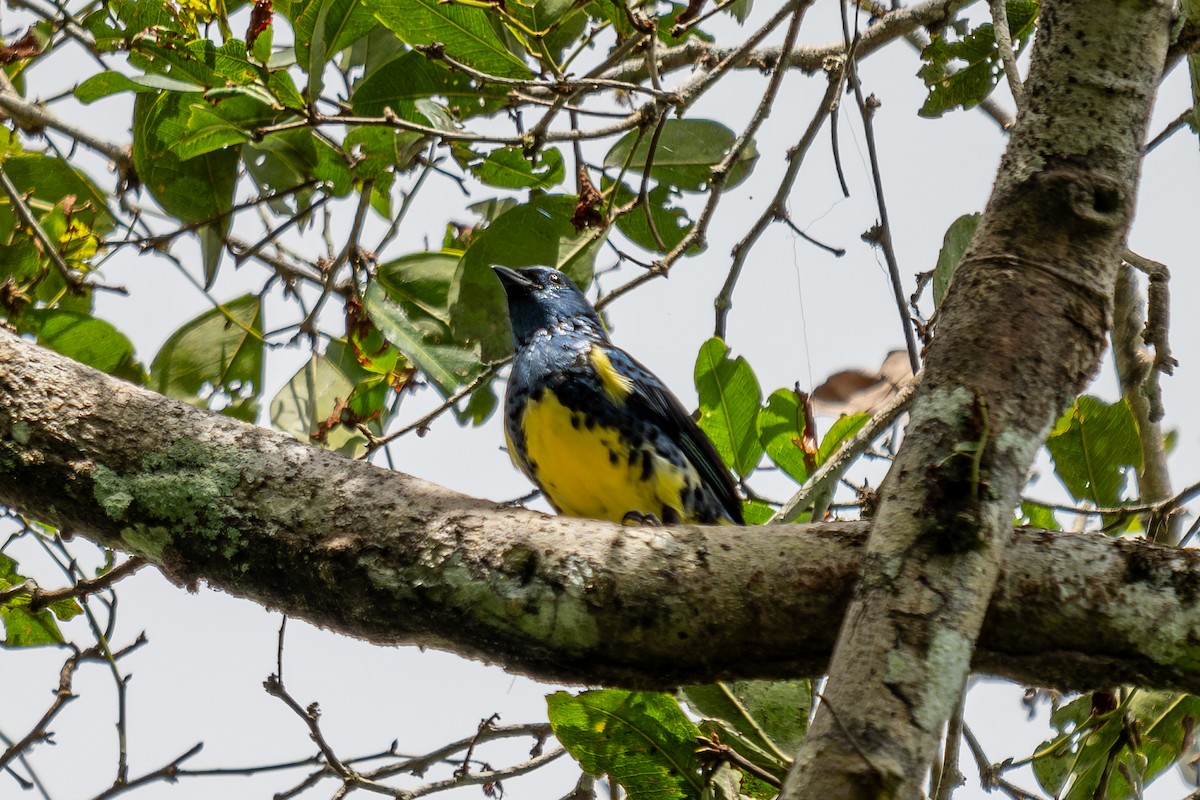 Turquoise Tanager - ML643774054