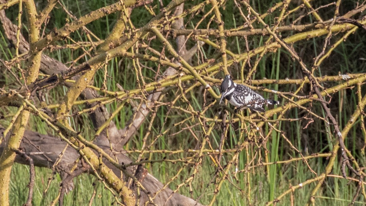Pied Kingfisher - ML643774060
