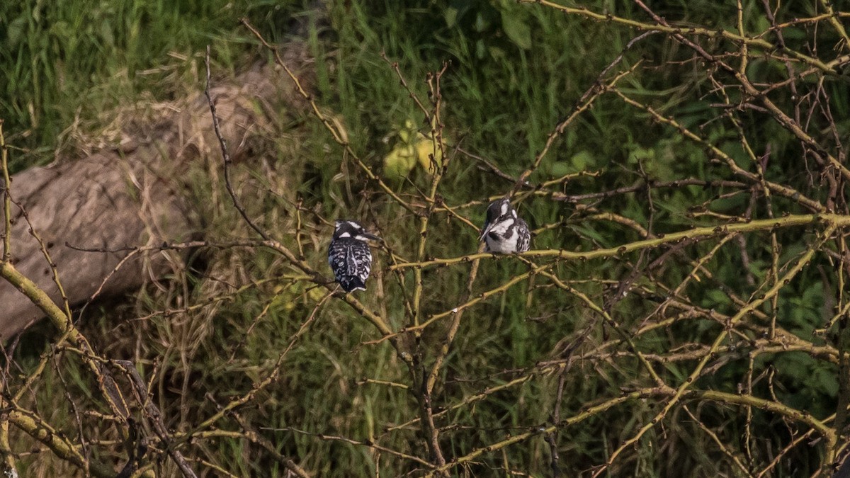 Pied Kingfisher - ML643774061