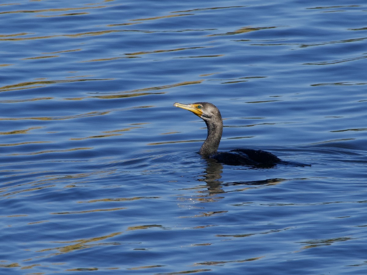 Double-crested Cormorant - ML643774066