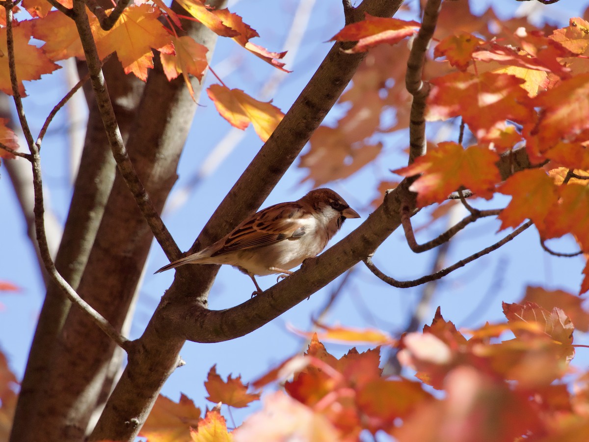 House Sparrow - ML643774073