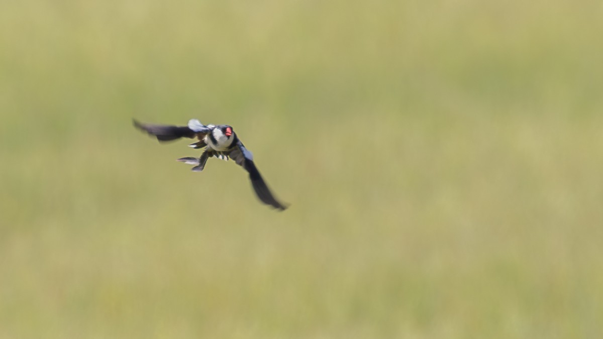 Pin-tailed Whydah - ML643774077