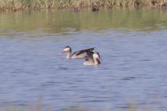 Red-billed Duck - ML643774089