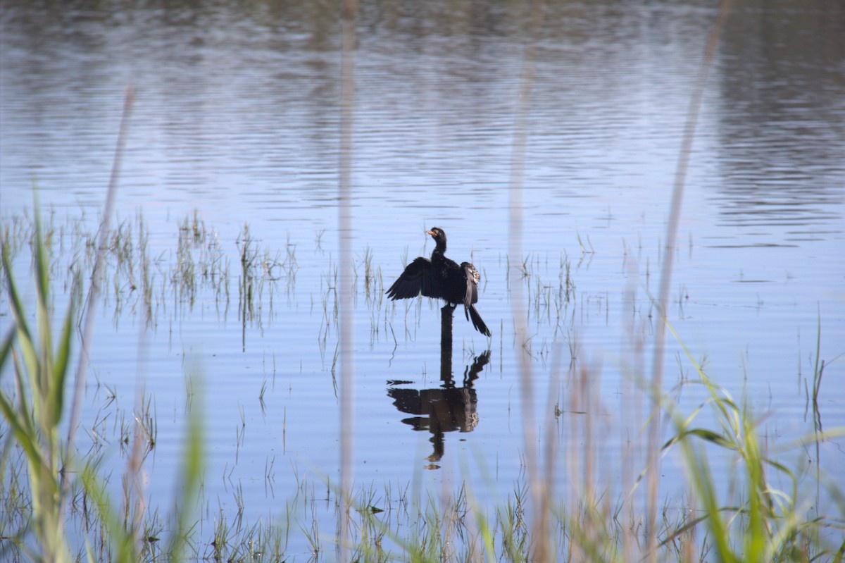 Reed Cormorant - ML643774095