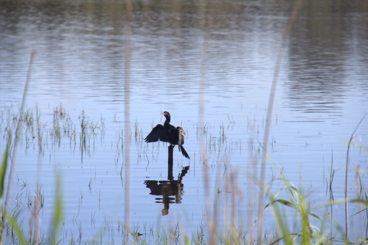 Reed Cormorant - ML643774096