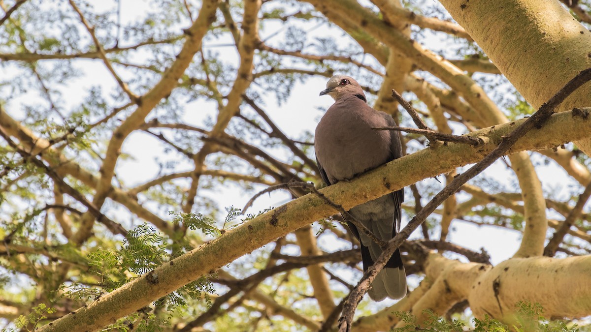 Red-eyed Dove - ML643774097