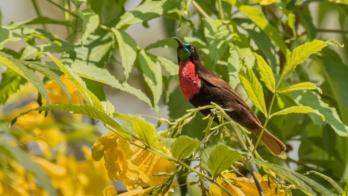 Scarlet-chested Sunbird - ML643774104