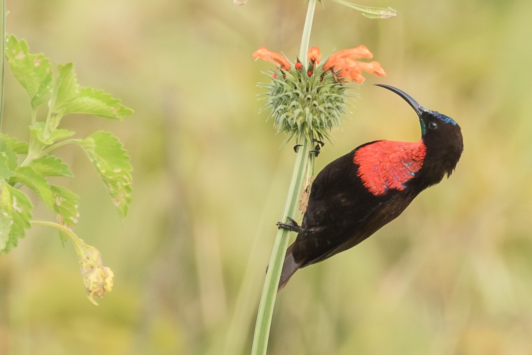 Scarlet-chested Sunbird - ML643774105
