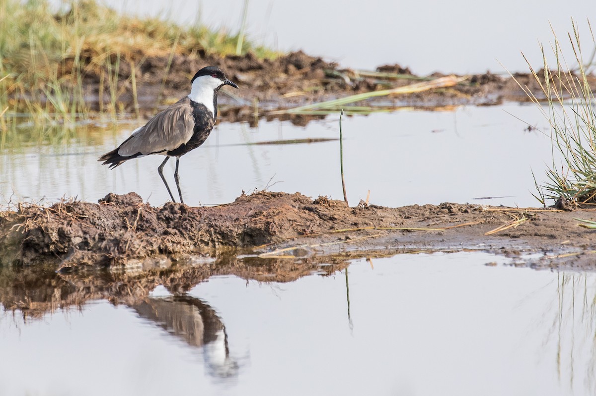 Spur-winged Lapwing - ML643774114