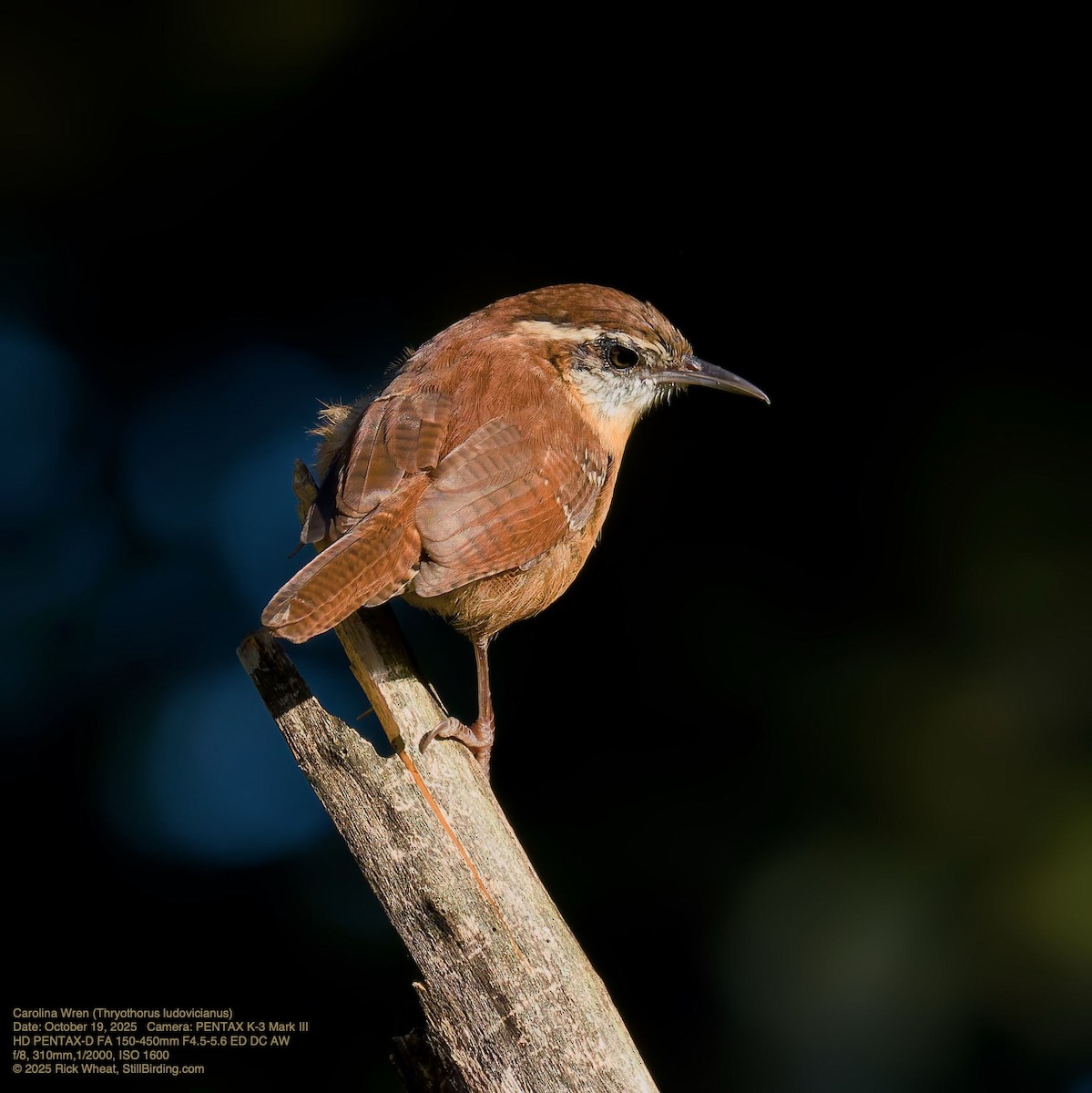 Troglodyte de Caroline - ML643774115
