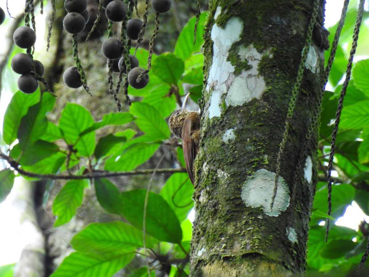 Black-banded Woodcreeper - ML643774119