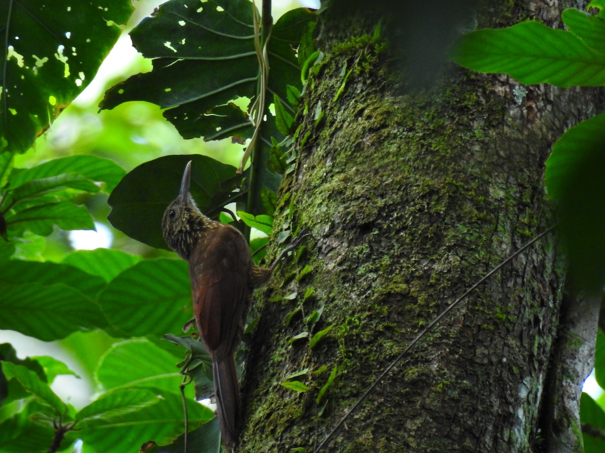 Black-banded Woodcreeper - ML643774141