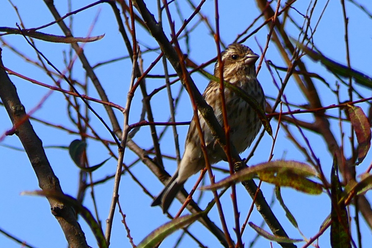 Purple Finch - ML643774155