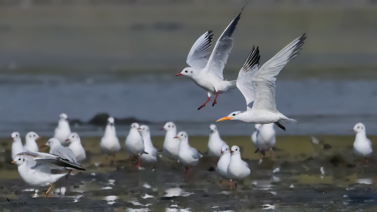 West African Crested Tern - ML643774158