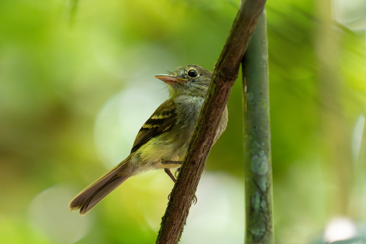 Euler's Flycatcher - ML643774171