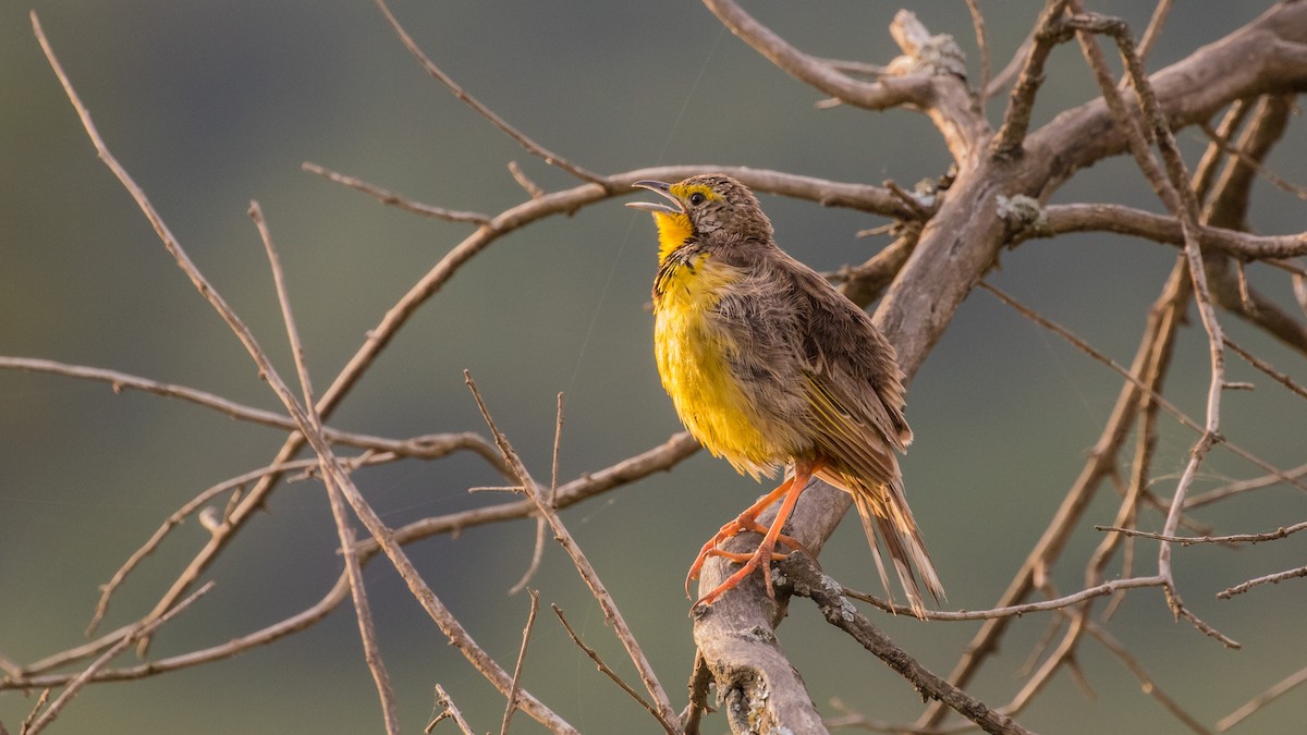 gulstrupepiplerke - ML643774172