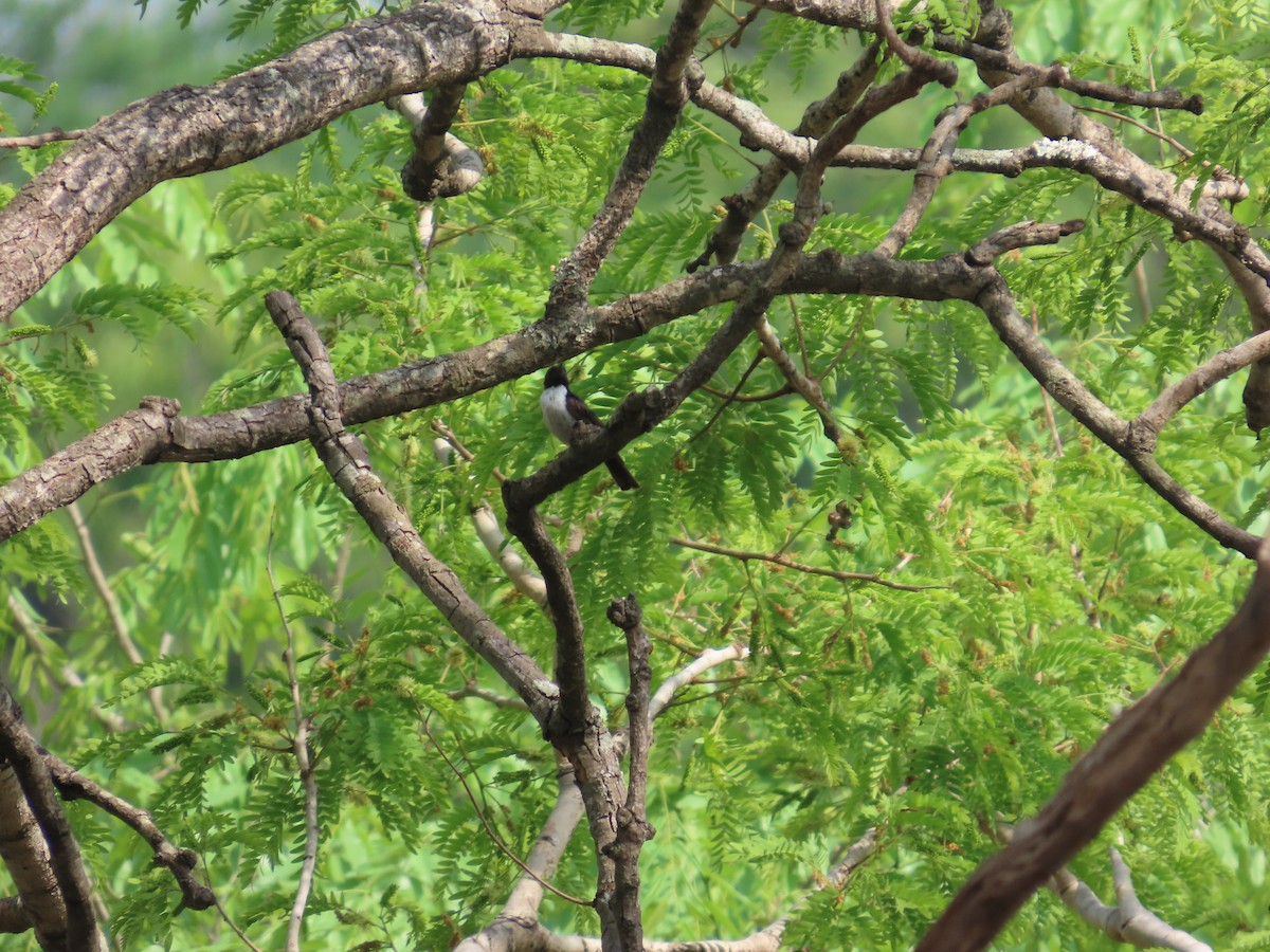 Suimanga Violeta - ML643774173