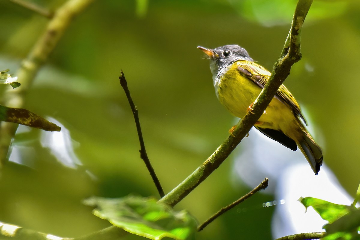 Gray-headed Canary-Flycatcher - ML643774174