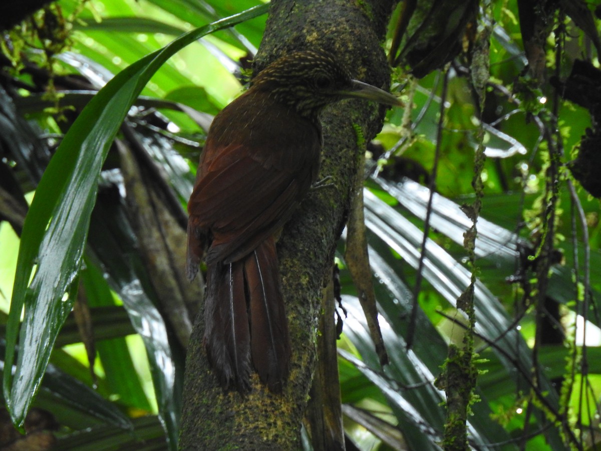 Black-banded Woodcreeper - ML643774189
