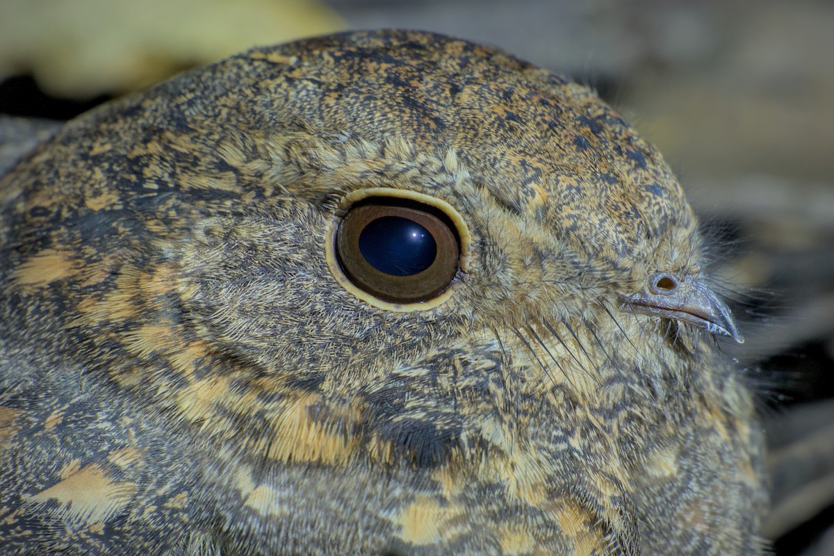 Savanna Nightjar - ML643774195