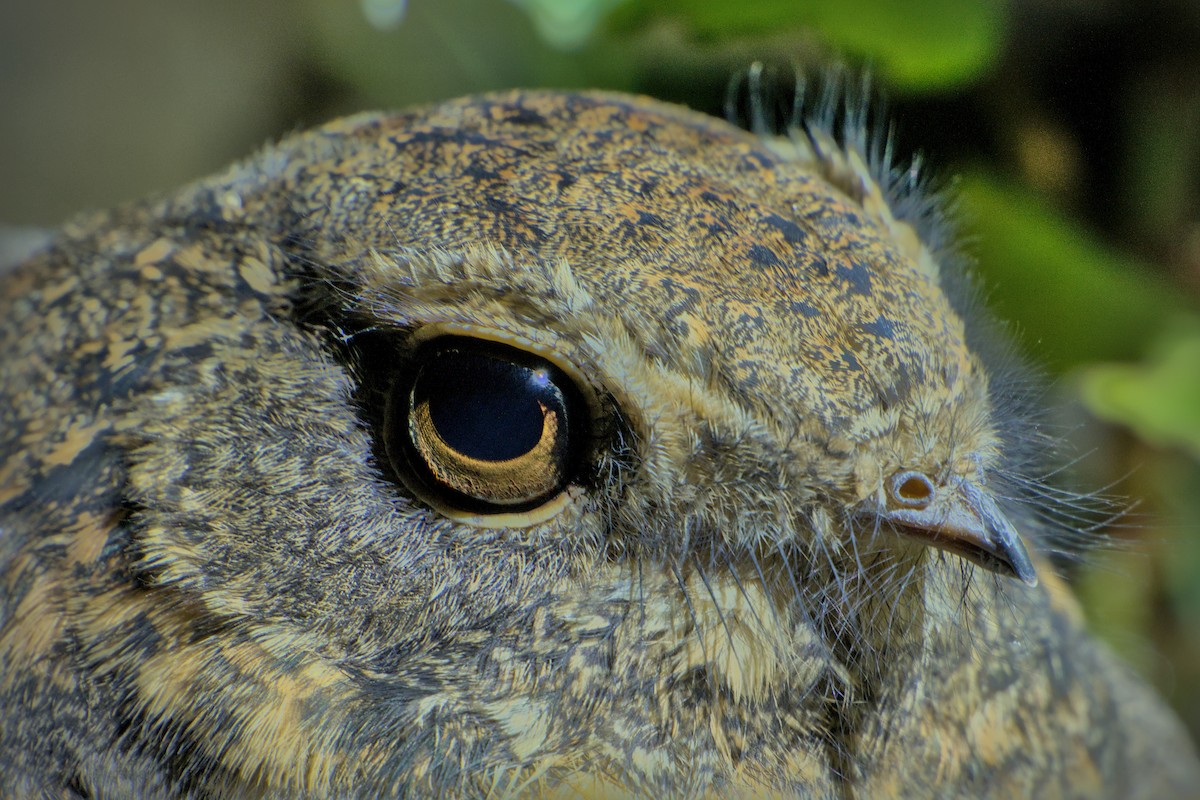 Savanna Nightjar - ML643774196