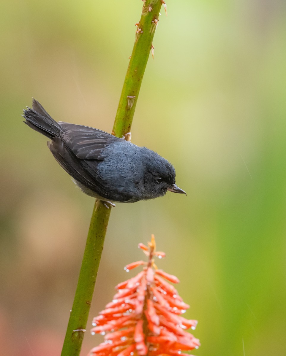 Slaty Flowerpiercer - ML643774201