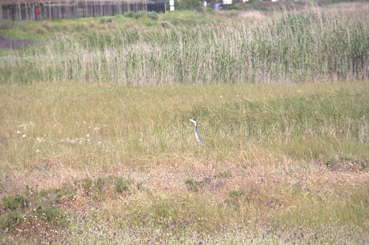 Black-headed Heron - ML643774204