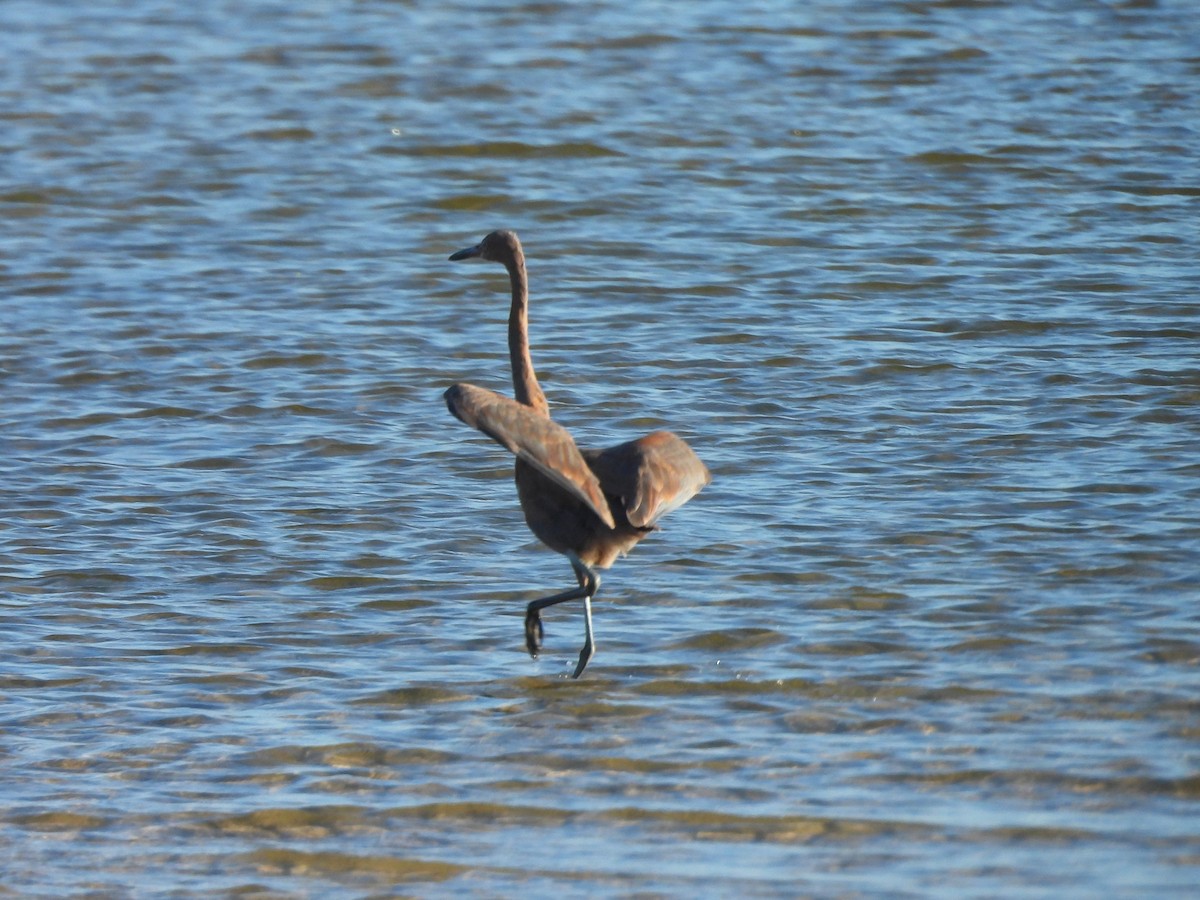 dansehegre - ML643774214