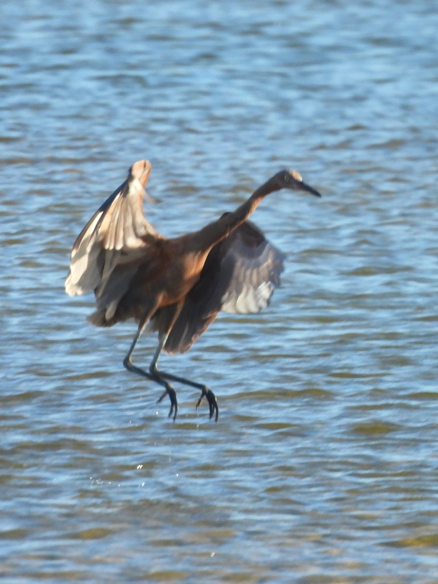 dansehegre - ML643774233