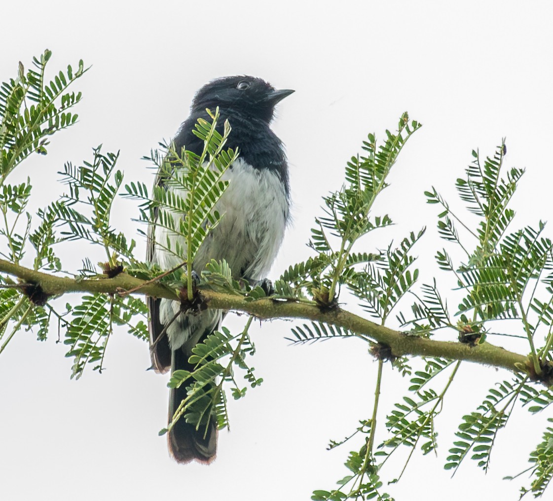 White-bellied Tit - ML643774246