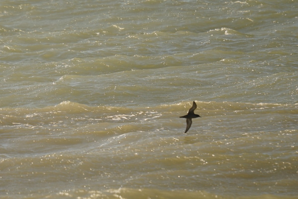 Short-tailed Shearwater - ML643774256