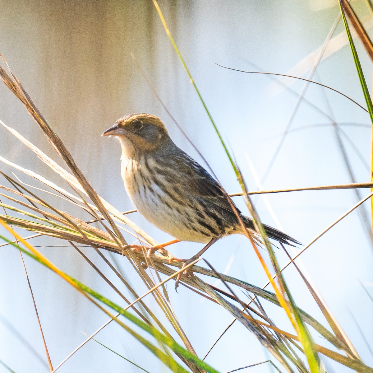 Saltmarsh Sparrow - ML643774258