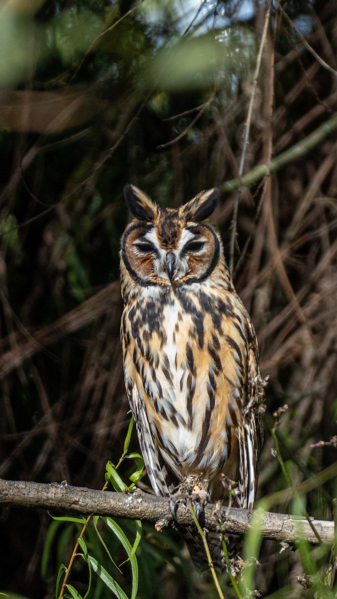 Striped Owl - ML643774266