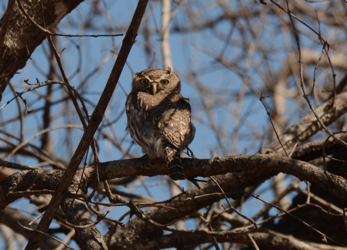 Pearl-spotted Owlet - ML643774275