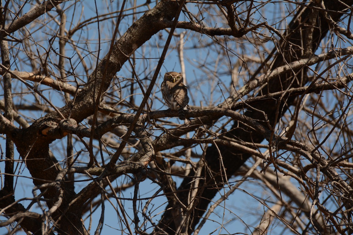 Pearl-spotted Owlet - ML643774276