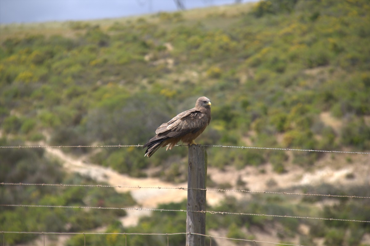 黑鳶(aegyptius/parasitus) - ML643774280