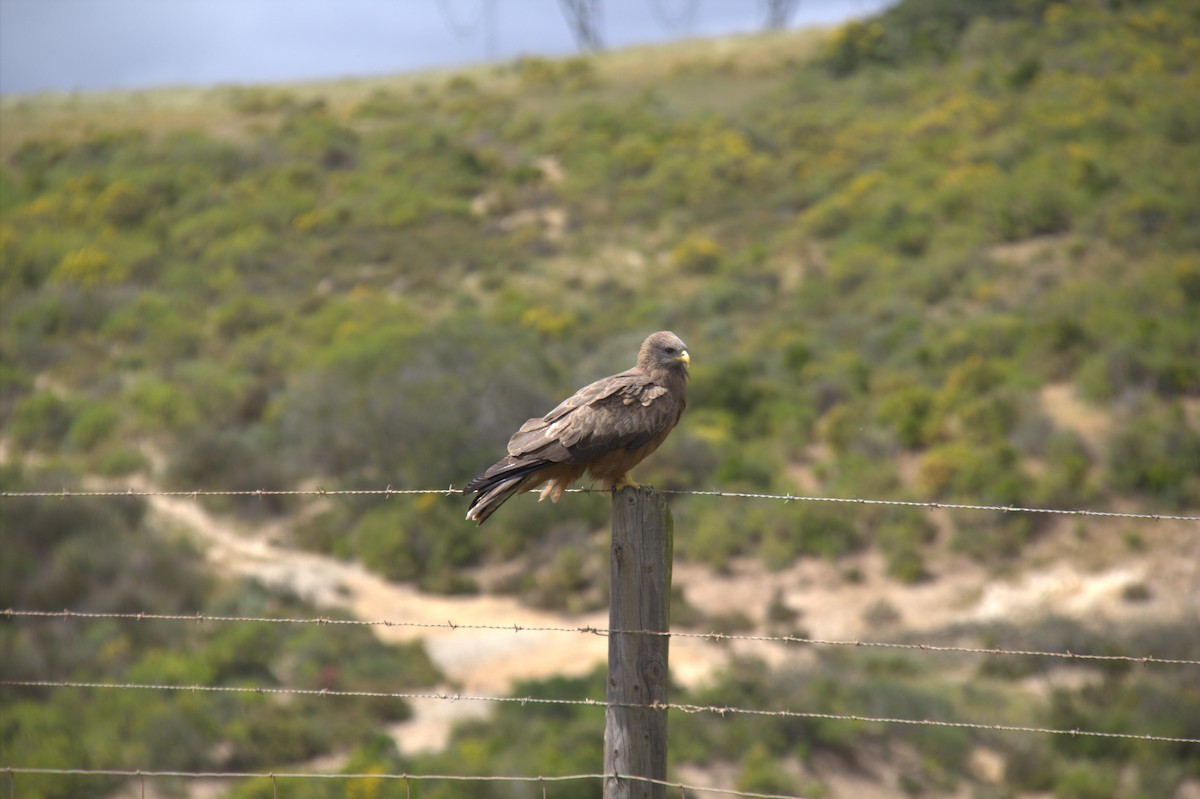 黑鳶(aegyptius/parasitus) - ML643774281
