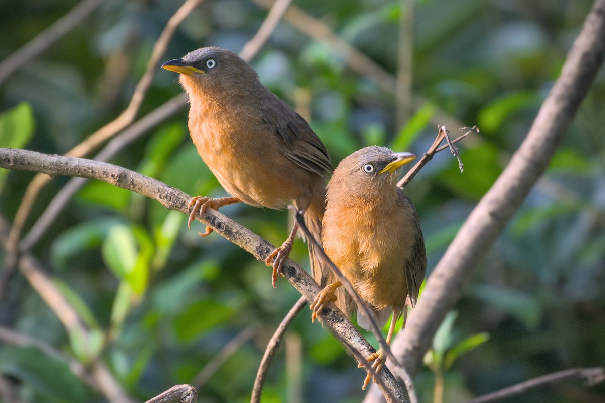 Rufous Babbler - ML643774283