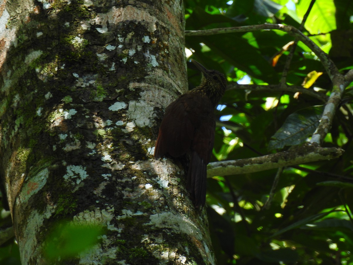 Black-banded Woodcreeper - ML643774290