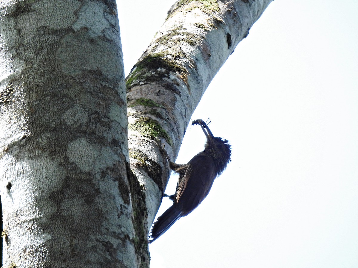 Black-banded Woodcreeper - ML643774294
