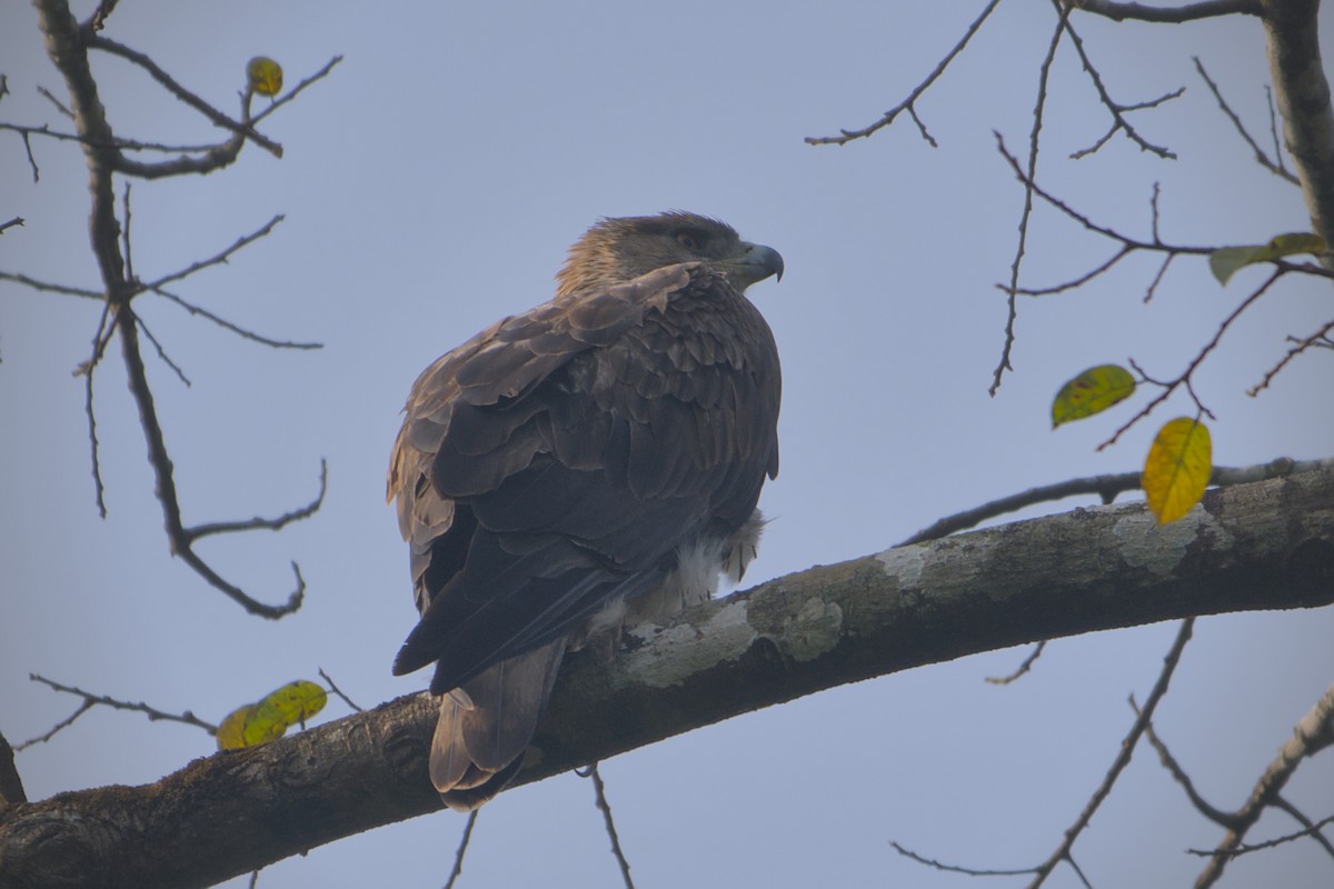 Bonelli's Eagle - ML643774296