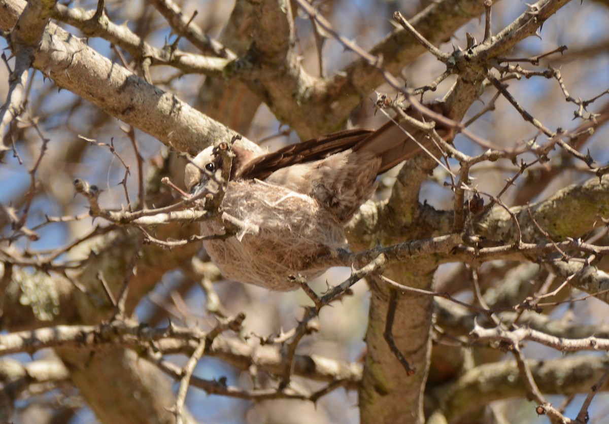 Eurocéphale à couronne blanche - ML643774301