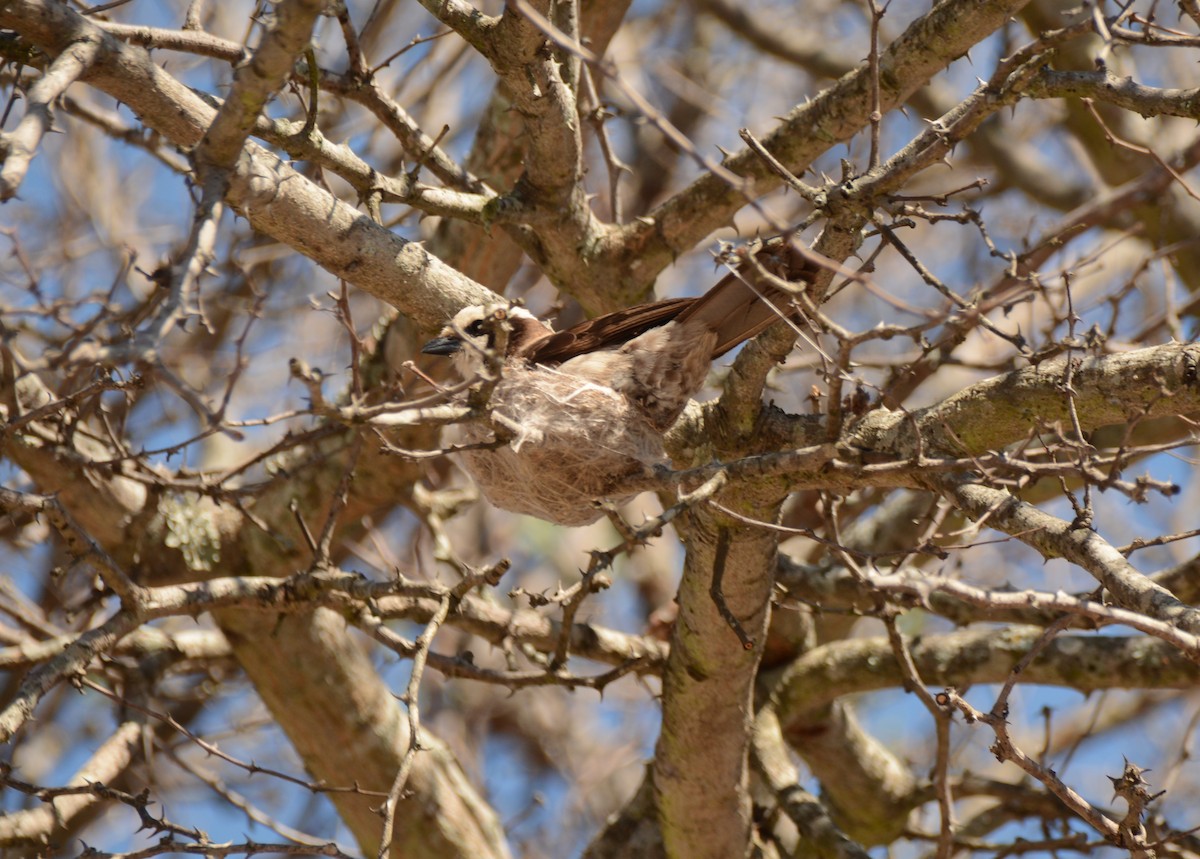 Eurocéphale à couronne blanche - ML643774302