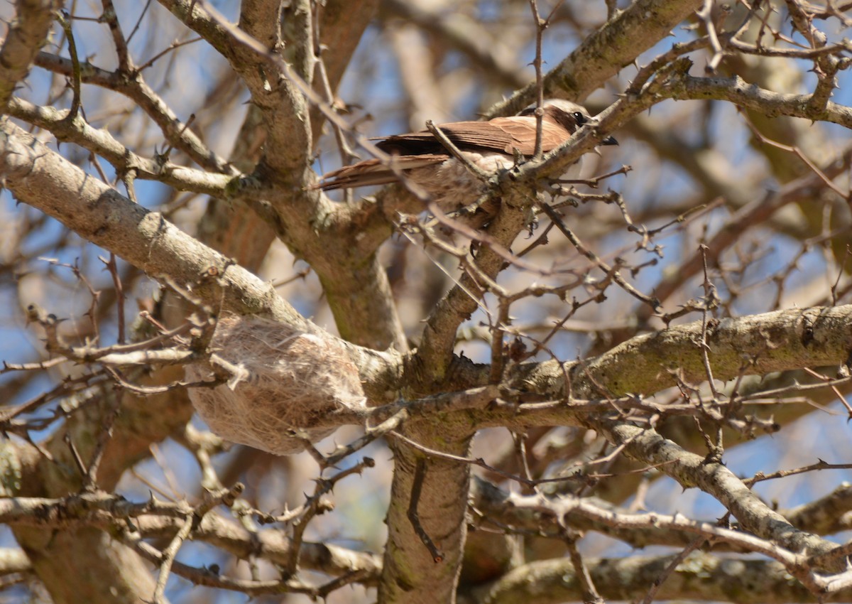 Eurocéphale à couronne blanche - ML643774303