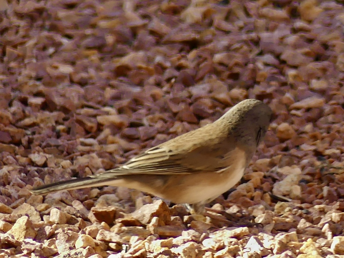 Dark-eyed Junco (Oregon) - ML643774307