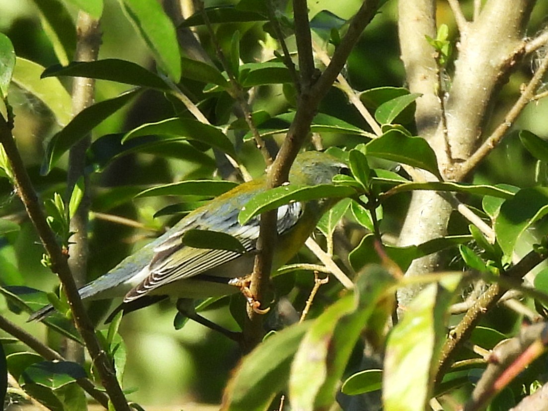 Northern Parula - ML643774311