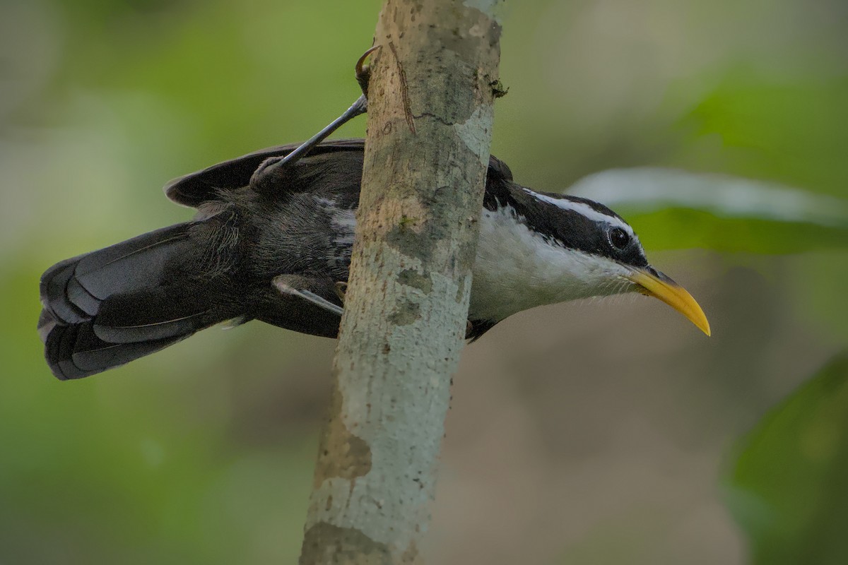 Indian Scimitar-Babbler - ML643774313